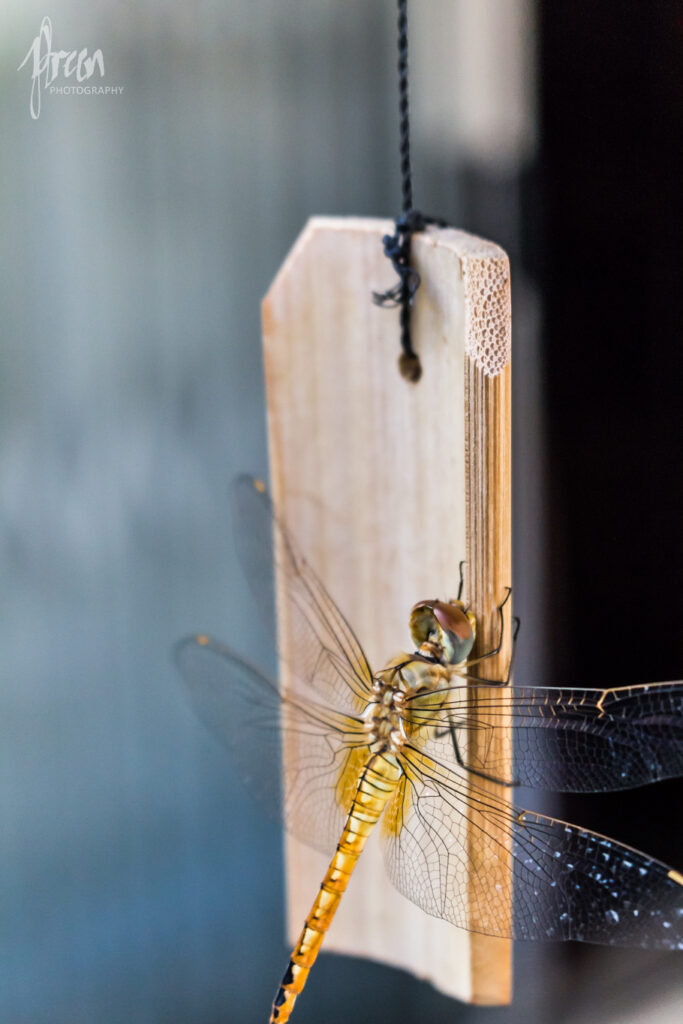 499Mirrorsandreflections-99-683x1024